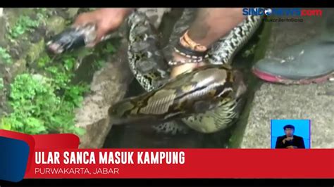 Warga Purwakarta Tangkap Ular Sanca Sepanjang 4 Meter SINDOnews TV