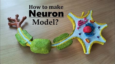 How To Make Neuron 3d Model Using Thermocol Youtube