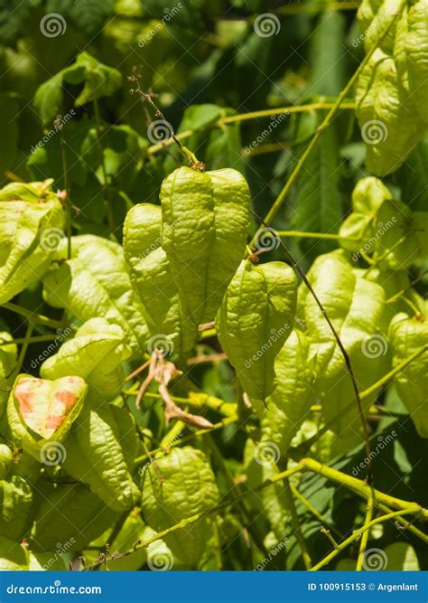 Golden Rain Tree Koelreuteria Paniculata Unripe Seed Pods Close Up