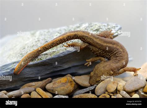 Pyrenean Brook Salamander Euproctus Calotriton Asper Photographed