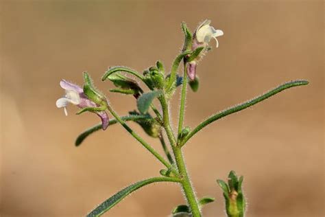 Chaenorrhinum Minus Kleines Leinkraut Kleines Leinkraut Flickr