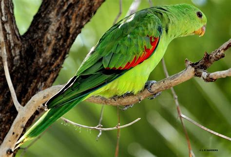 Female Red Winged Parrot Aprosmictus Erythropterus Flickr