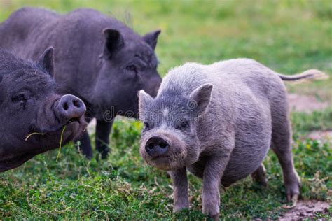 Vietnamese Pot Bellied Pig On Grass Stock Image Image Of Color