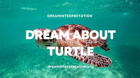 Dream About Turtle Interpretation Spiritual Meaning