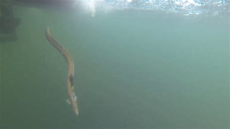 Canadian eel tracked on 2,400-kilometre migration to Sargasso Sea | CBC News