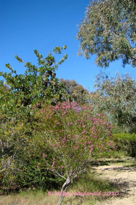 Plantfiles Pictures Chamaelaucium Geraldton Waxflower Geraldton Wax