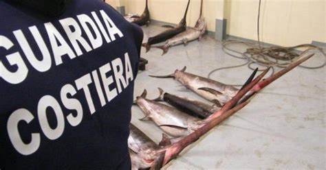 Catanzaro Sequestrati Esemplari Di Pesce Spada Sotto Misura