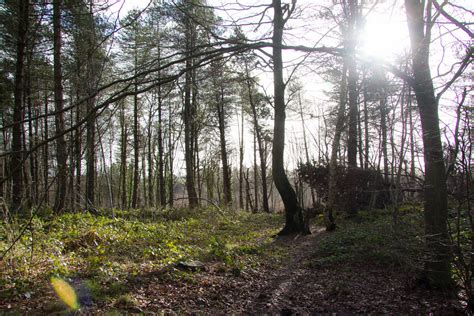 Shining Cliff Woods Derbyshire Flickr