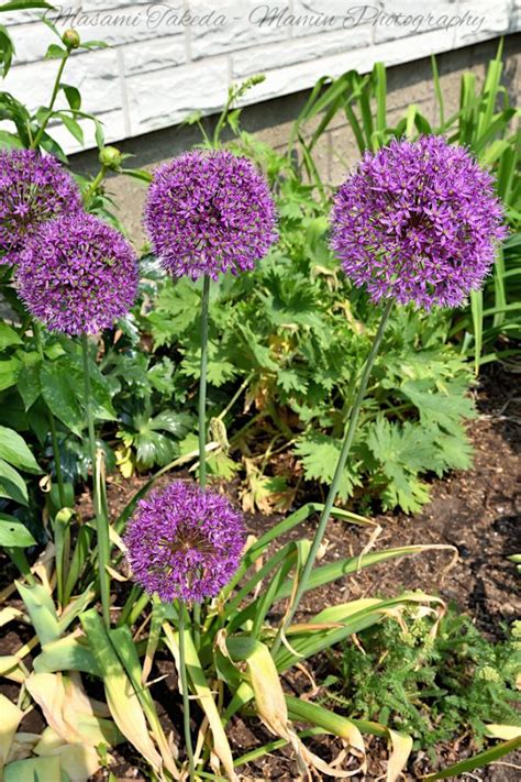 Allium Hollandicum Cv Purple Sensation Persian Onion Dutch Garlic