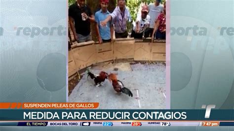 Suspenden Las Peleas De Gallos En Veraguas Y Panam Oeste