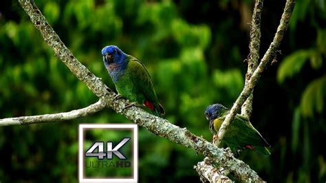 gioi dong vat animals video  part  youtube