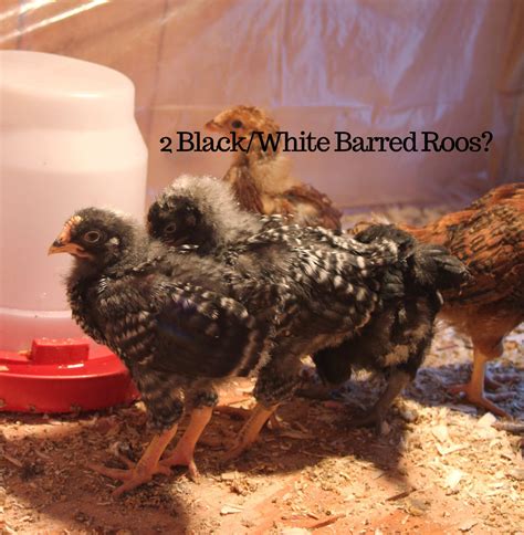 Barred Rock Sex Link BackYard Chickens Learn How To Raise Chickens