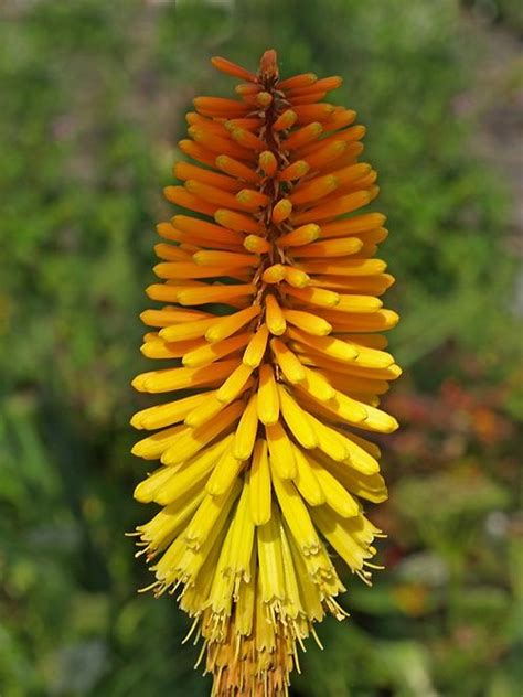 Kniphofia Rich Echoes Planten Vaste Planten Tuin