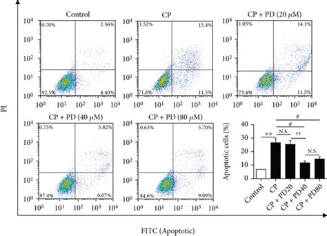 Pd Attenuated Cisplatin Induced Apoptosis Of Hk 2 Cells By Restoring