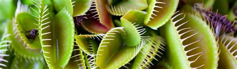 Venus Flytrap Plant Care 101 – Dionaea muscipula | HerbSpeak