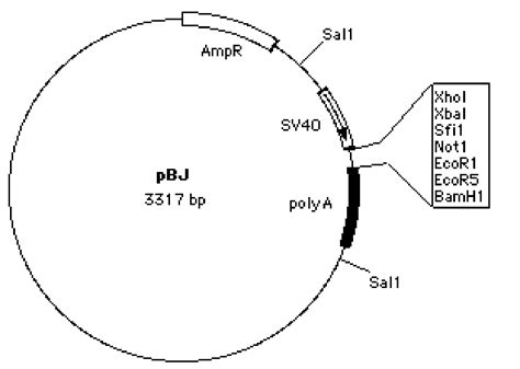 Addgene: Vector Database - pBJ