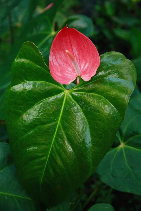 Red Anturio stock photo. Image of anturio, exotic, botanic - 1087334