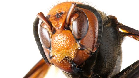 Monstrous Murder Hornets Have Reached The Us Live Science