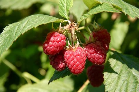 Lampone Rubus Idaeus Rubus Idaeus Frutteto Coltivare Lampone