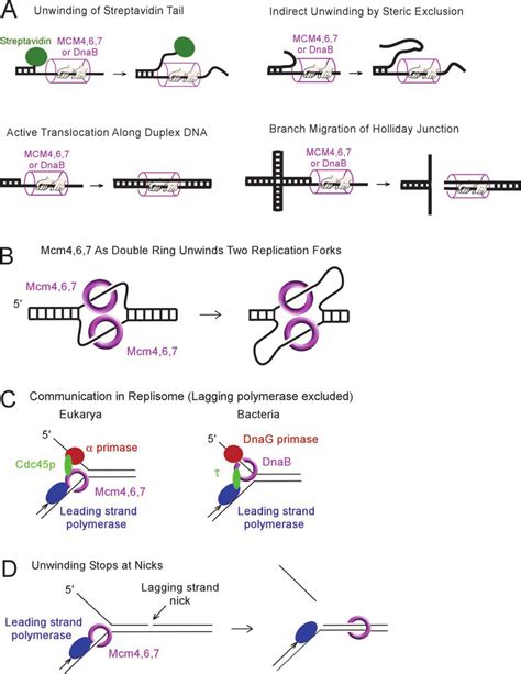 Mcm Uses A Pump In Ring Mechanism To Unwind Dna By Steric