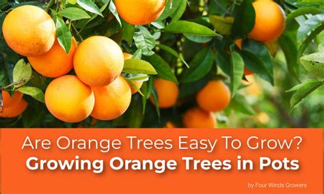 Are Orange Trees Easy To Grow Growing Orange Trees In Pots