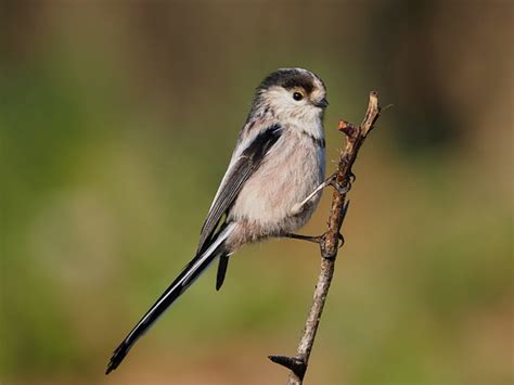 Codibugnolo Aegithalos Caudatus Andrea Bozzellini Flickr