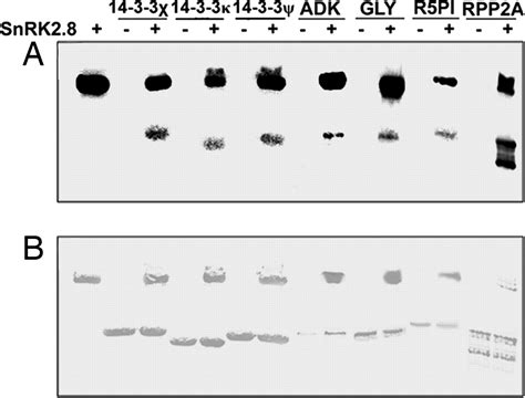 Phosphoproteomic Identification Of Targets Of The Arabidopsis Sucrose