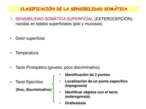 PPT Fisiología Sensorial PowerPoint Presentation free download ID