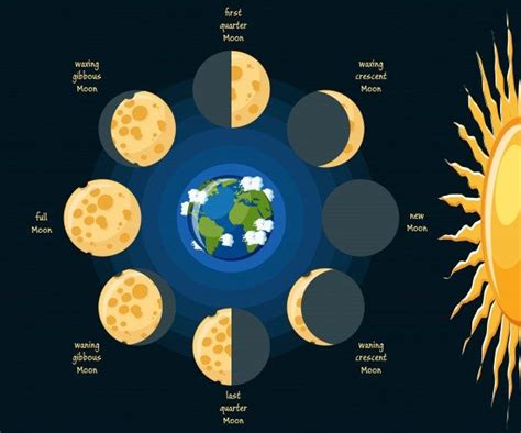 Diagrama De Fases De La Luna Básica Vect Premium Vector Freepik Vector Fondo Calendario