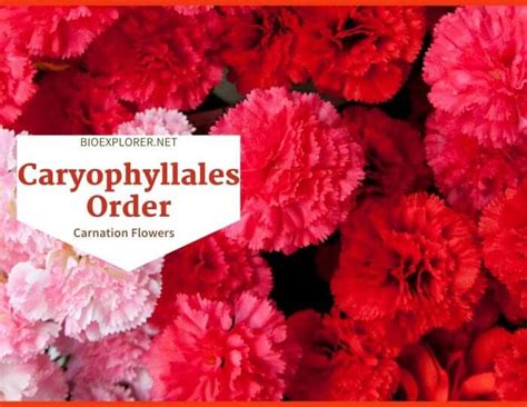 Order Caryophyllales Characteristics | Pink and Carnation Flowers