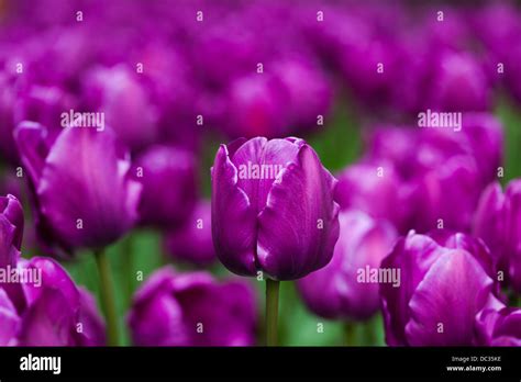 Garden of tulips Stock Photo - Alamy