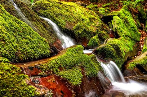 Forest Stream In The Mountains Bieszczady National Park Carpathians