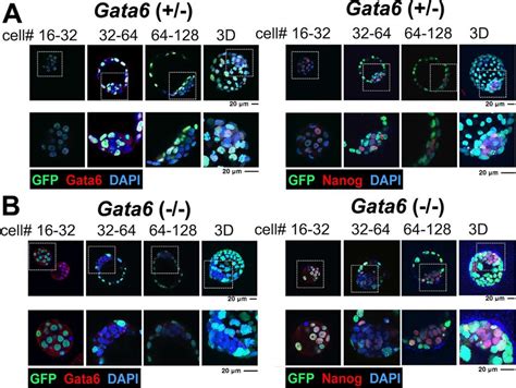 Gata6 Protein Is Required For Its Promoter Activity In The Icm Cells At