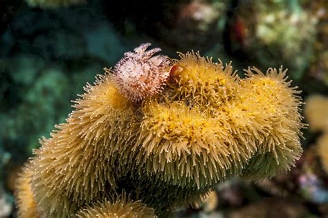 Caribbean Coral Reef Christmas Tree Worm Stock Photo Image Of