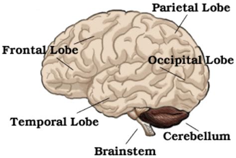 Principal Lobes of the Brain