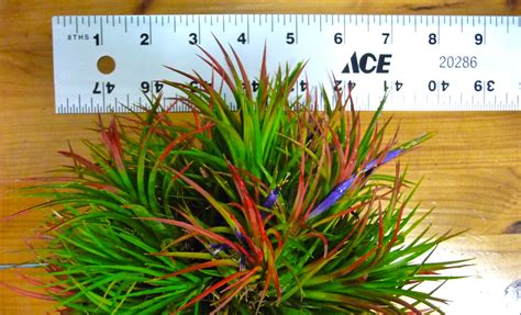 Growing an Air Plant Ball