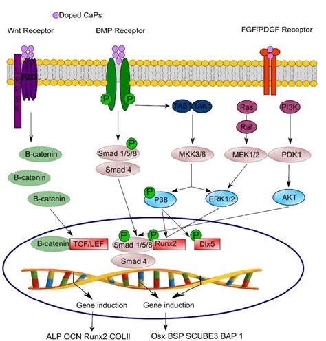 Cell Signaling Pathway Diagram