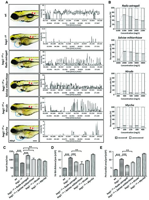 Tcm Pharmacological Validation Of Heg Zebrafish Mutant A