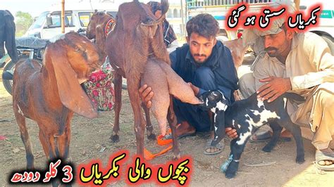 Top Class Beetal Baccho Wali Bakriyan 3 Kg Milking Goats Sahiwal Bkra