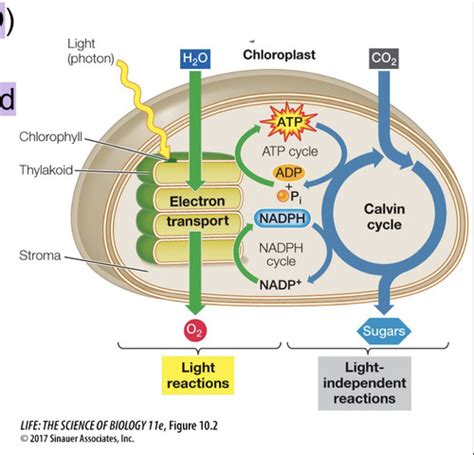 19 Lecture 19: ATP Synthase and Photosynthesis Part I Flashcards | Quizlet