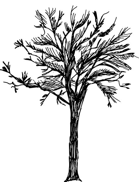 8 Tree Drawing (PNG Transparent) | OnlyGFX.com