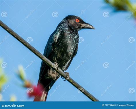 Spangled Drongo In Queensland Australia Stock Image Image Of