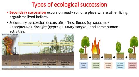 Types Of Succession Biology