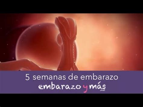 La evolución sorprendente mujer embarazada de 5 semanas exhibe barriga