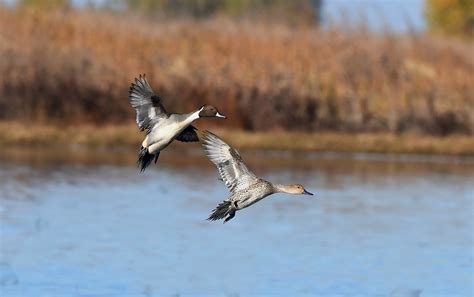 Northern Pintail Pair Colusa National Wildlife Refuge Flickr