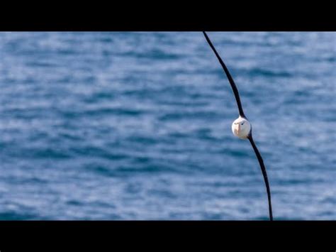 Albatros Real Diomedea epomophora Especies características y