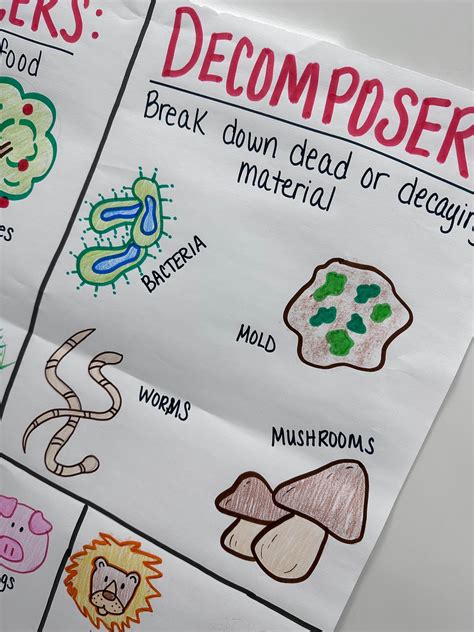 Producers Consumers Decomposers Anchor Chart For Elementary Middle And