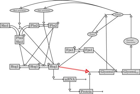 Topology Of The Hog Signaling Pathway In Yeast This Pathway Topology Download Scientific