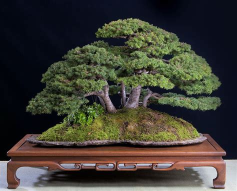 Norway Spruce Bonsai Seedling