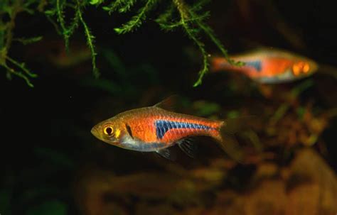 Neon Green Rasbora (Microdevario kubotai): Care & Lifespan - Fish ...